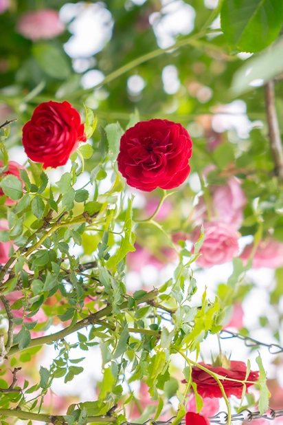 緑野クリニック院内の設備写真8